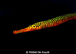 Orange-banded Pipefish.
Always hard to get one of these ... by Michel De Ruyck 